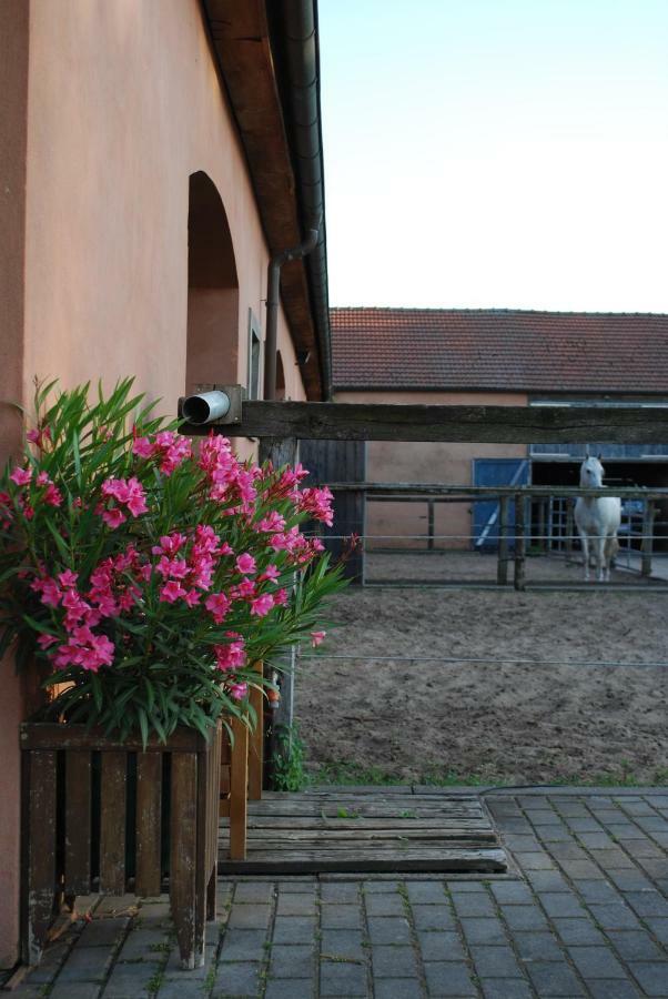 Ferienwohnung Auf Pferdehof Dreetz Екстер'єр фото